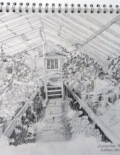 A mono pencil sketchbook drawing, inside the propagation house, at Peckover House. Showing a path leading to a door, with benches either side full of potted plants.