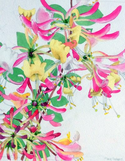 A watercolour painting of dainty honeysuckle, using pinks and yellows, set amongst vibrant green leaves.