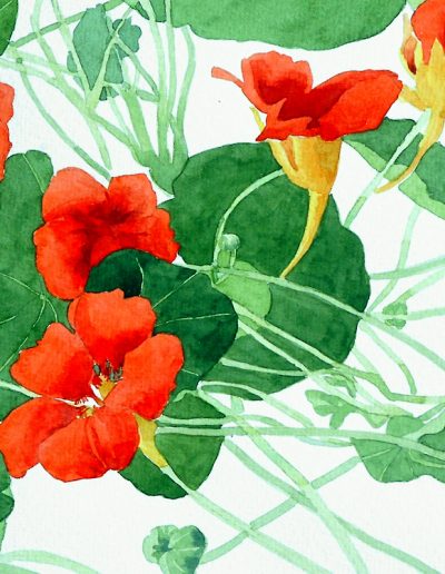 A watercolour painting of bright red nasturtium, against vibrant green leaves.