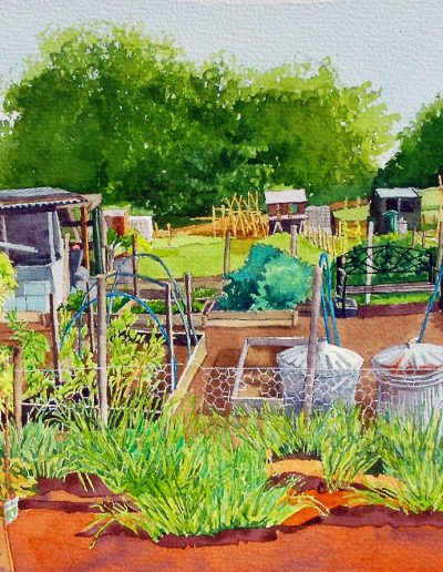 A watercolour painting of a lush and green allotment, with two metal dustbins and sheds in the background.