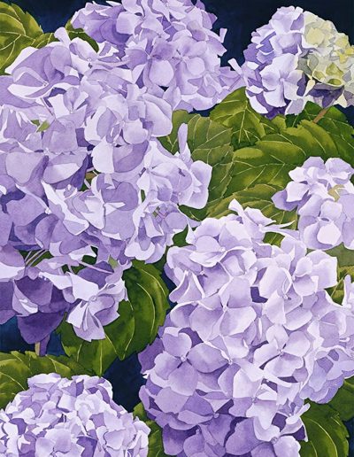 A watercolour painting of blue hydrangeas.