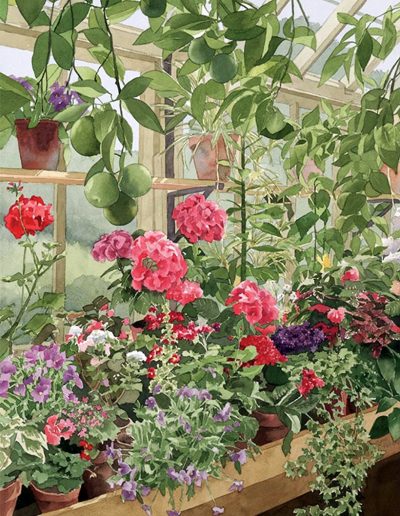 A watercolour painting in the Orangery at Peckover House, of flowers and fruit next to a window.