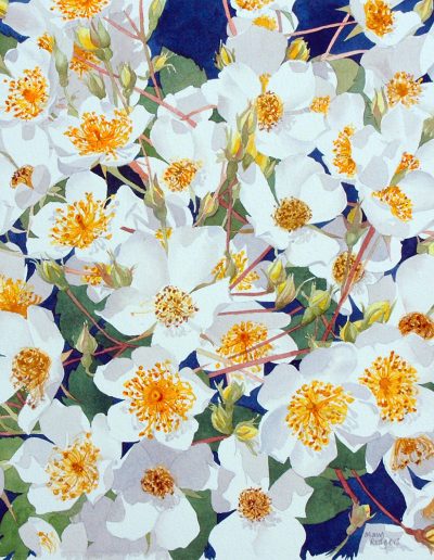 A watercolour painting of white kiftsgate roses, close up.