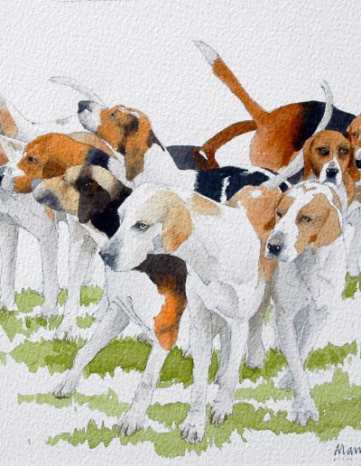 A watercolour painting of a pack of foxhounds at the Fernie Hunt in Leicestershire.